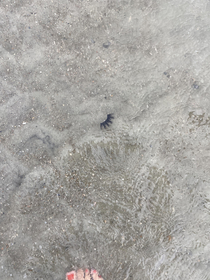 Does anyone know what kind of sea creature this is Found at the beach in Tybee Island GA