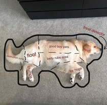 dog anatomy