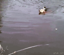 Dog and cat swimming