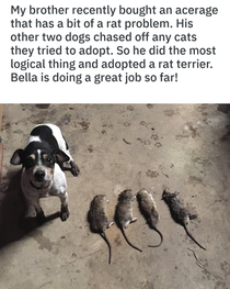 Dog and Rat History 