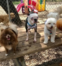 Dog at my pups daycare looks like hes having a Vietnam flashback or a bad acid trip