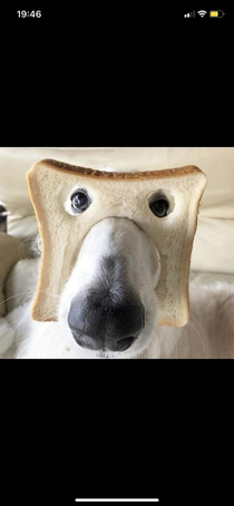 Dog bread