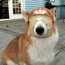 Dog Bread