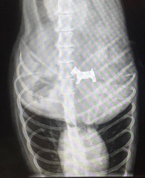 Dog came to the vet today for swallowing a Monopoly piece
