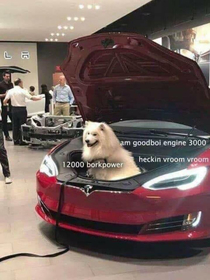Dog car faster than Ferrari