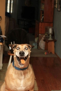 Dog catching a treat