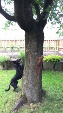 Dog chasing Squirrel