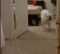 Dog dancing his ass off