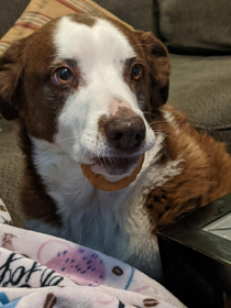 Dog doesnt understand how to eat an onion ring