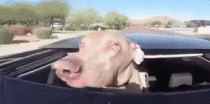 Dog enjoying a car ride