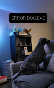 Dog Errorexe