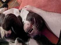 Dog fell asleep mid wrestle