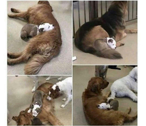 Dog finds the fluffiest dogs in daycare so she can nap on them