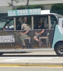 dog going for a ride