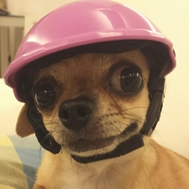 Dog helmet for the safety