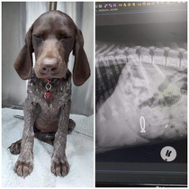 Dog in South Africa swallows owners engagement ring hospital shares picture of X-Ray
