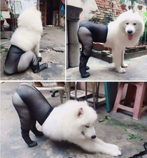 Dog in tights