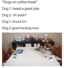 Dog jokes