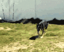 Dog jumping rope