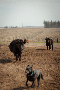 Dog learning that cows are much bigger and scarier than him