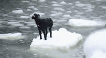 Dog left stranded on ice sheet in Russia saved by sailors