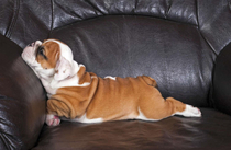 Dog lounging watching some sports