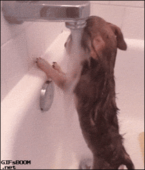 Dog loves to take showers