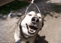 Dog loves when his owner uses the headscratcher