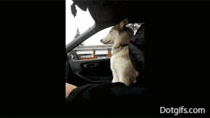 Dog needs to hold hands while driving