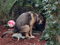 Dog on Frog