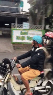 Dog on Motorcycle