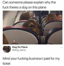 Dog On Plane is a badass dog