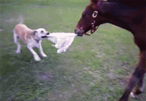 Dog playing with a horse 