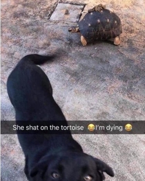 Dog poops on tortoise