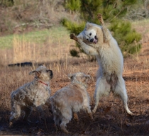 Dog ranch I take my pup to posts pictures of the dogs on Facebook This was posted today