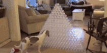 Dog receives  plastic bottles as a Christmas present