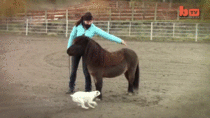 Dog rides on a miniature horse
