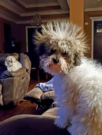 Dog rolled in a staticky blanket Look at his friends reaction