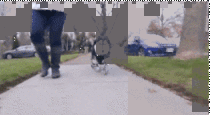 Dog runs for the first time in his life thanks to his D-printed legs