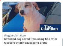 Dog saved from rising tide
