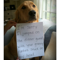 Dog shaming dump Enjoy