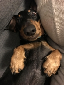Dog-sitting for my neighbor Is this a normal face for dachshunds