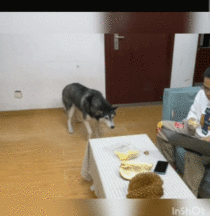 Dog smells stinky fruit durian