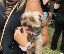 Dog spotted at Oktoberfest If this isnt the most half baked pup youve ever seen