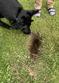 Dog started digging ankle breakers around the yard so we decided to store his poops in them to deter him its working lol