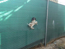 dog stuck in a fence