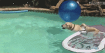 Dog swims her baby across pool
