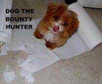 Dog the bounty hunter