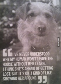 Dog thoughts on human