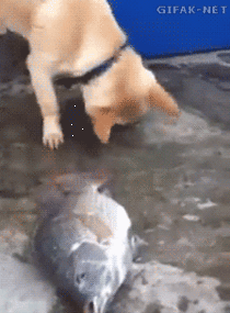 Dog trying to rescue a fish